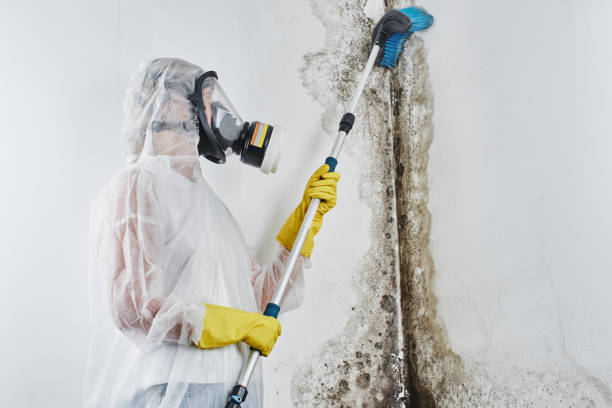 Crawl Space Mold Removal in Moreland Hills, OH