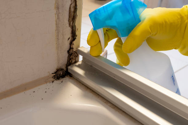 Best Toxic Mold Removal  in Moreland Hills, OH