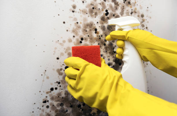 Best Black Mold Removal  in Moreland Hills, OH